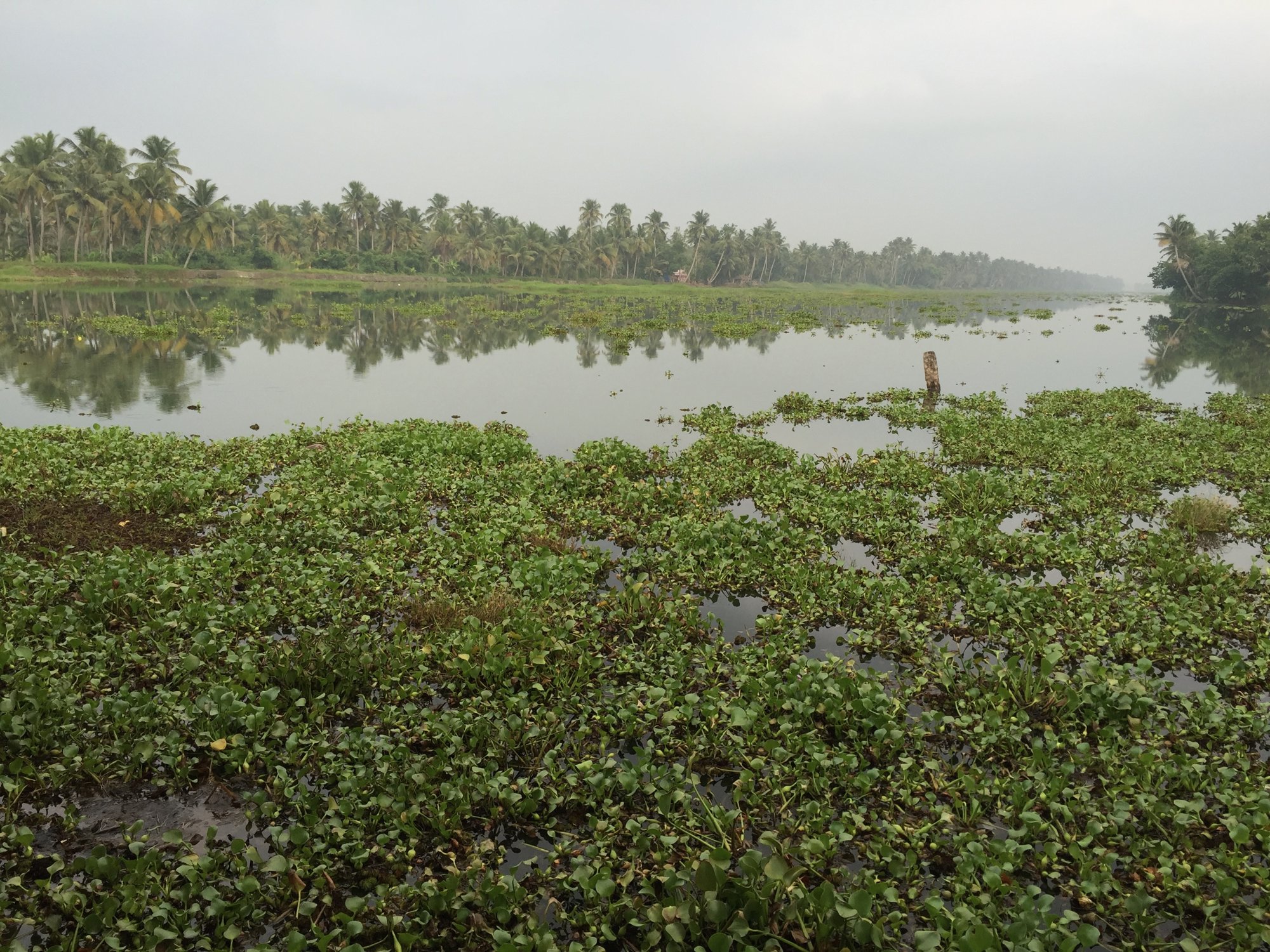 Palm-lined backwaters in Kerala